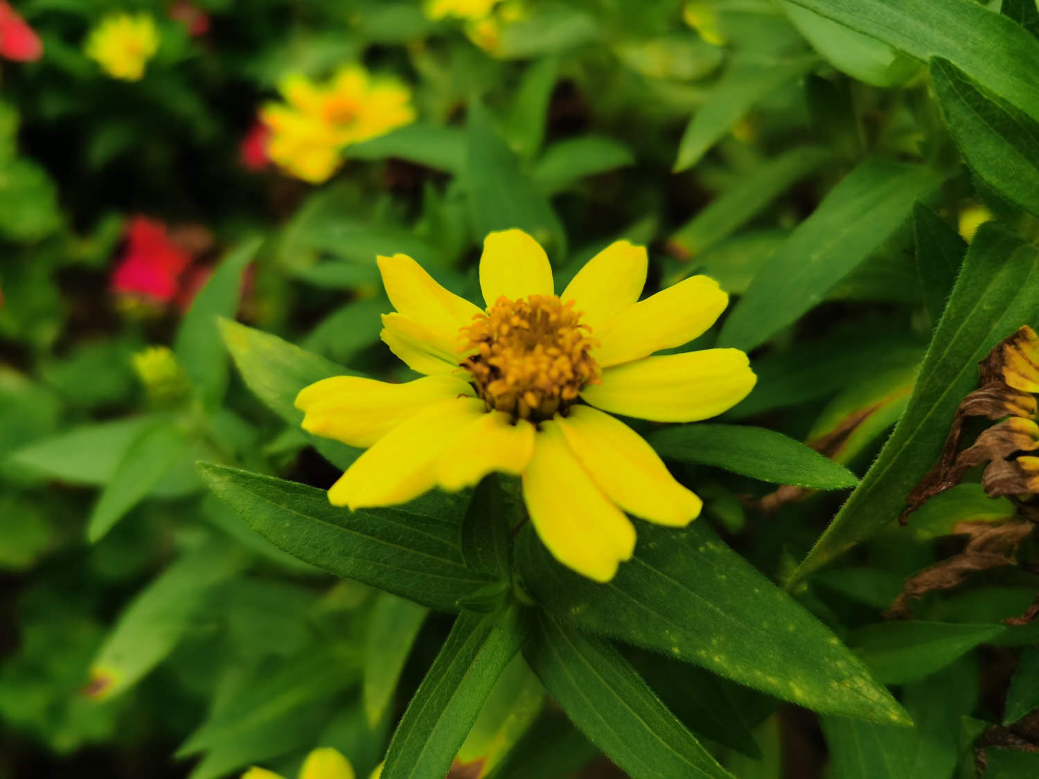 天线宝宝皇帝菊