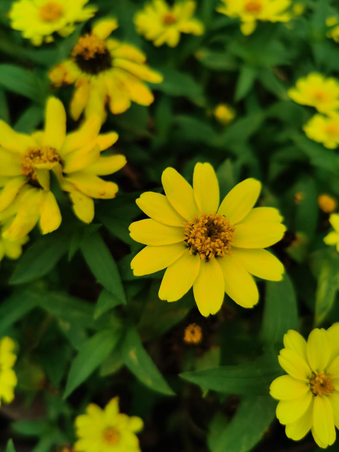 另外一株想静静的皇帝菊