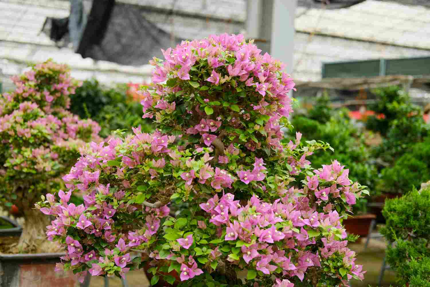 三片花瓣的温柔——三角梅盆景