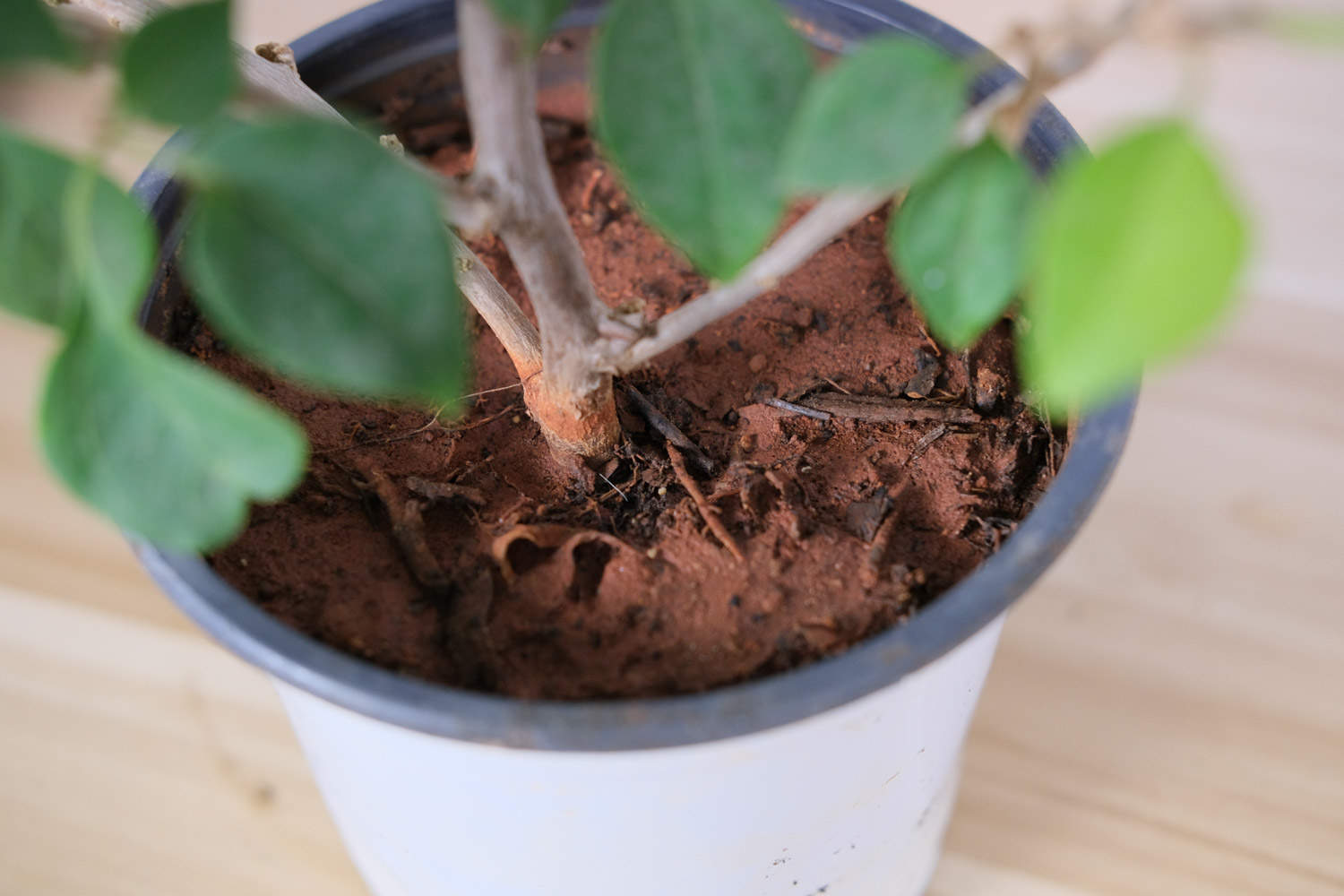 三角梅盆景的图片