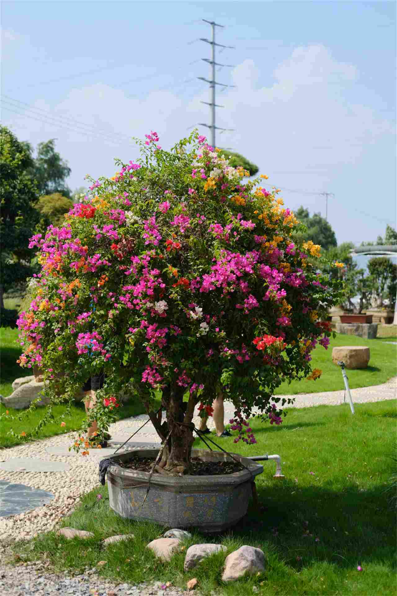 三角梅盆景美图