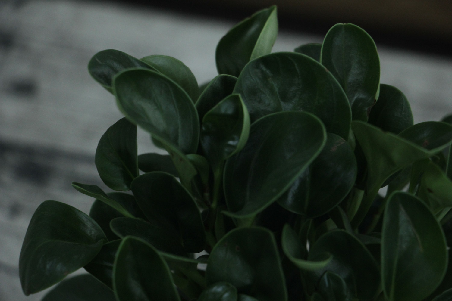 没有一种草不是美丽的花朵：豆瓣绿