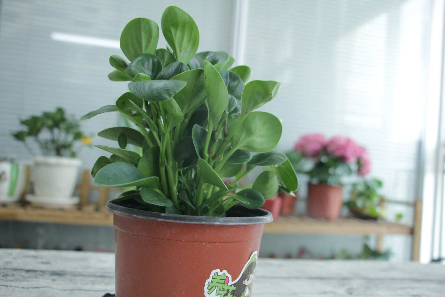 眼光下的豆瓣绿