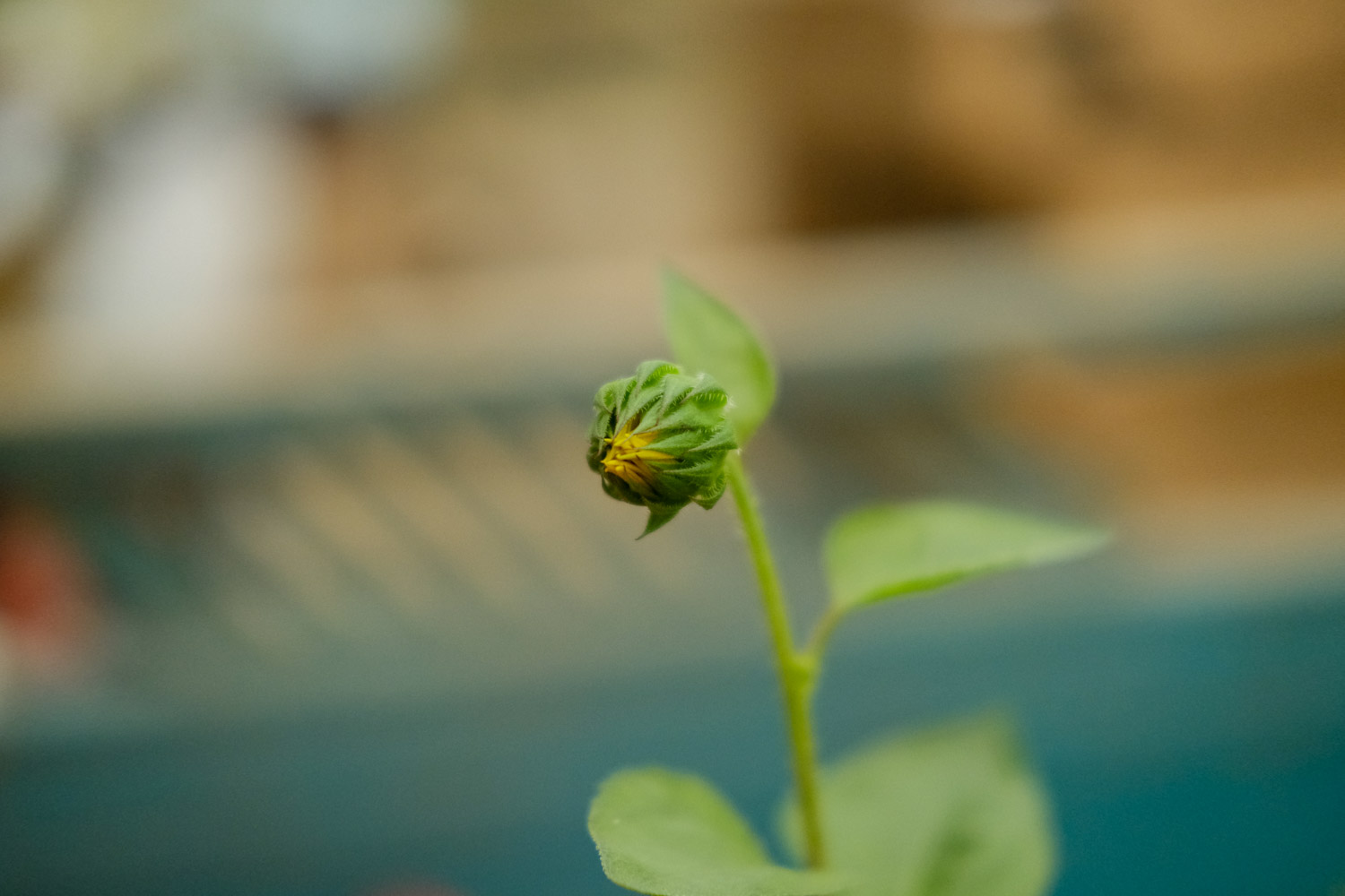 向日葵美图欣赏