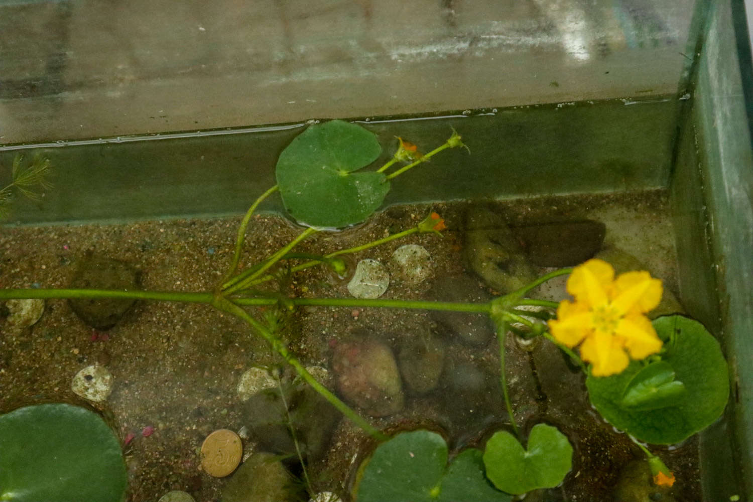 参差荇菜，左右采之