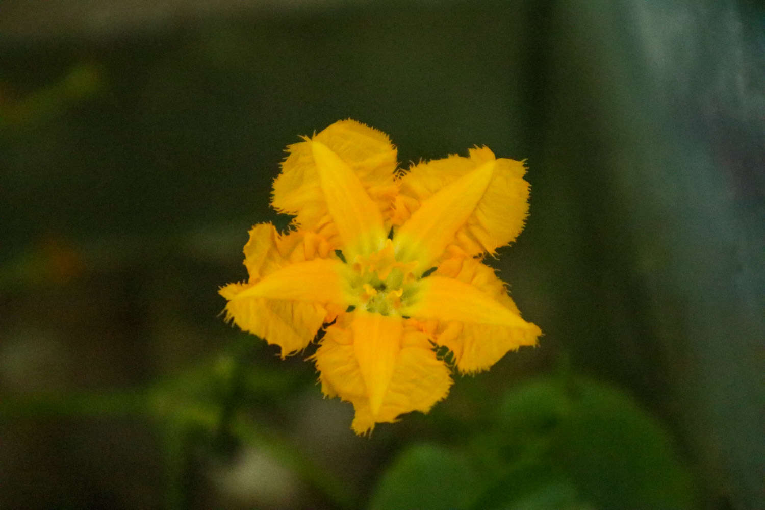 参差荇菜，左右采之