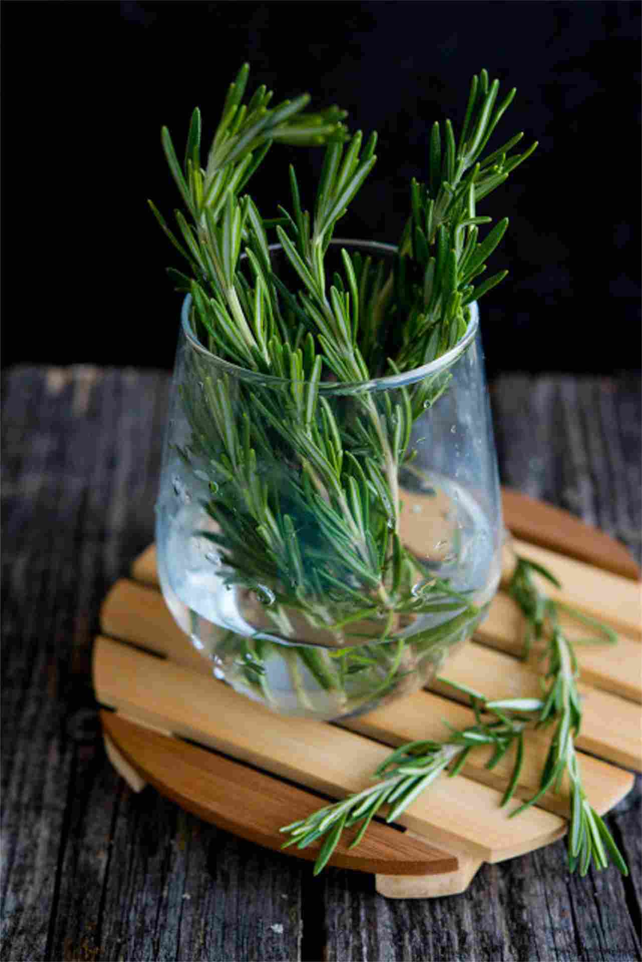 迷迭香盆景图片