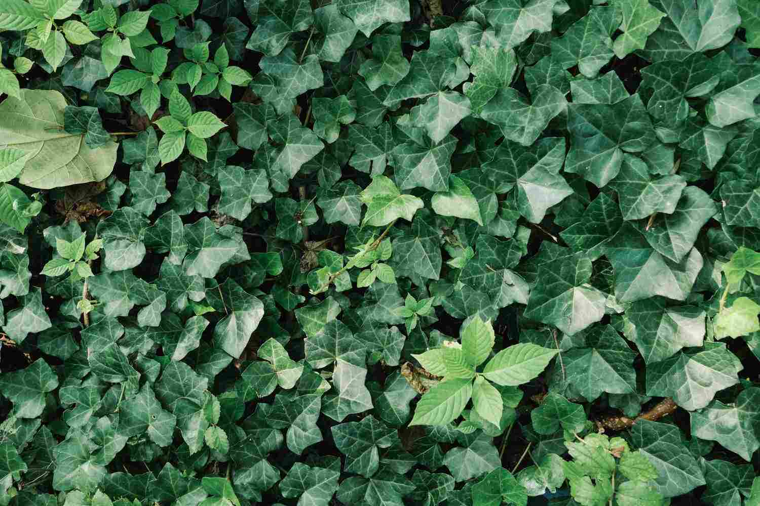 常春藤盆景图片