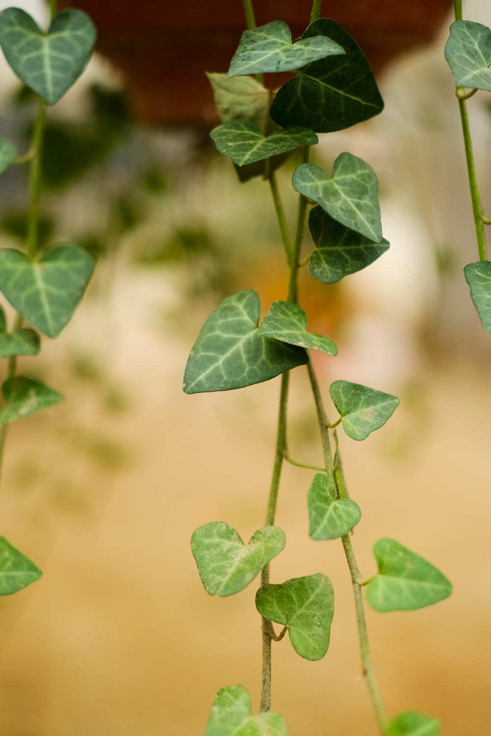 常春藤盆景的图片