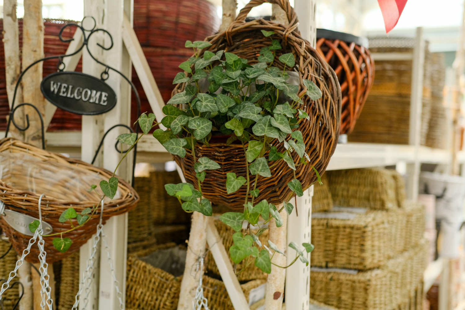 常春藤盆景美图