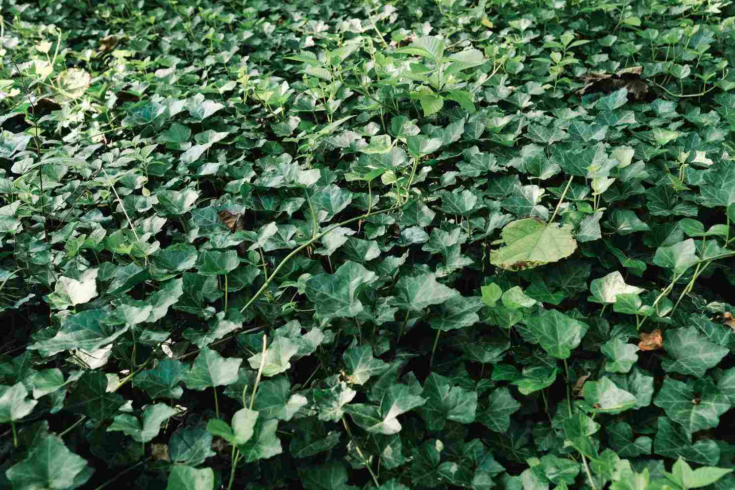 常春藤盆景的美图