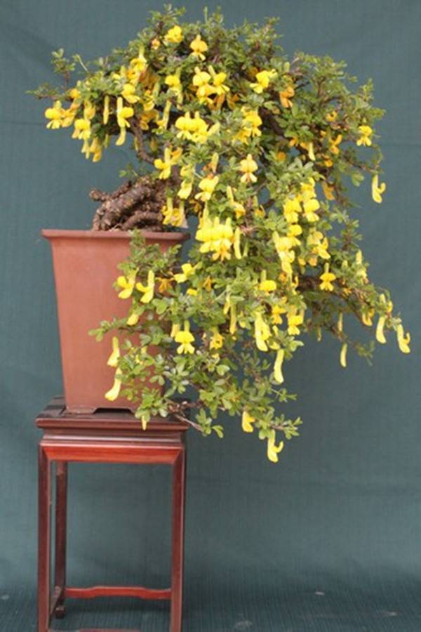 锦鸡儿盆景的图片