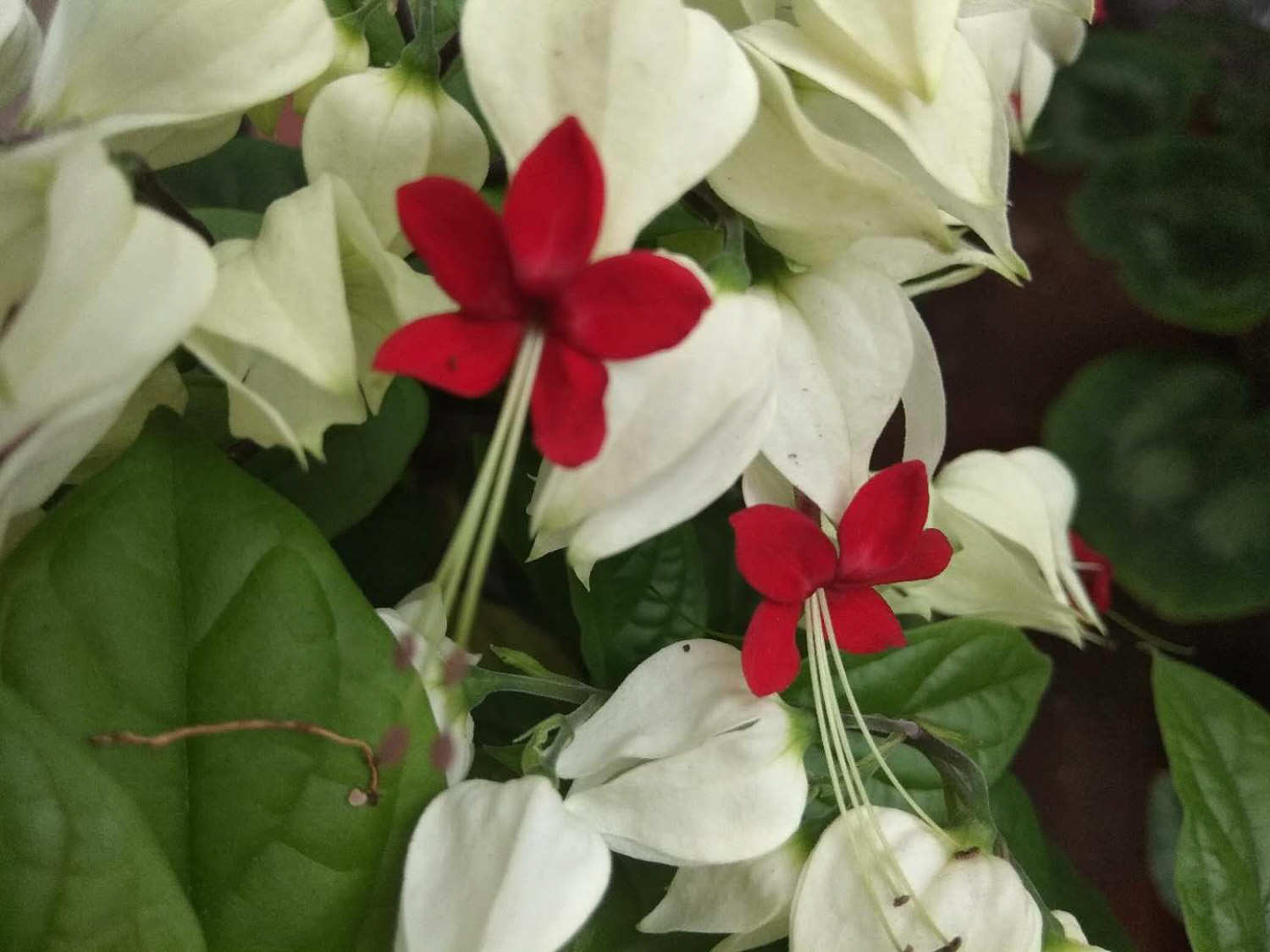 怎么有点像爬山虎呢这龙吐珠