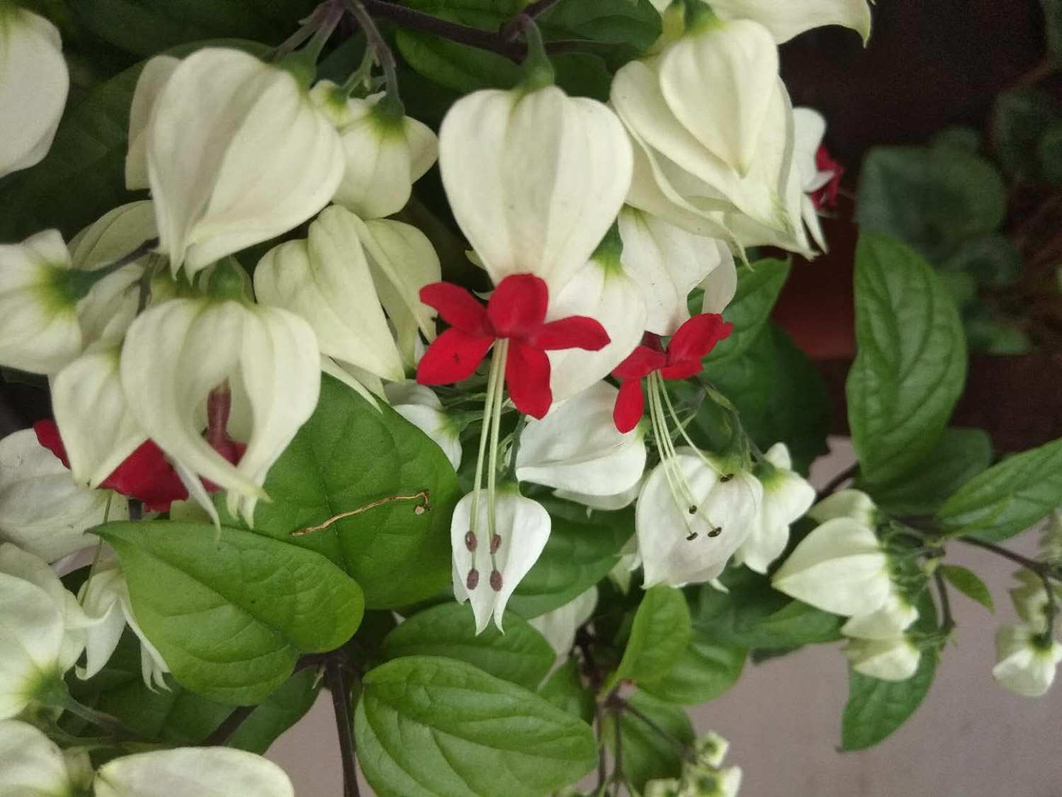 野外的清新龙吐珠