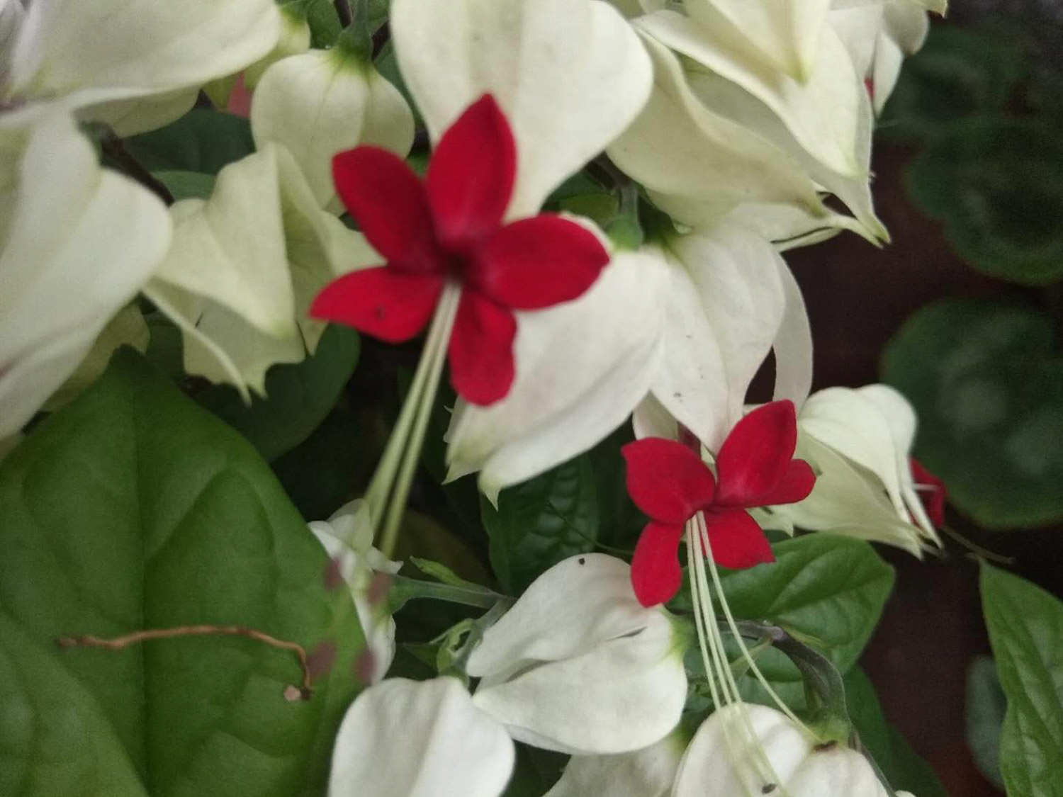 龙吐珠美图赏析