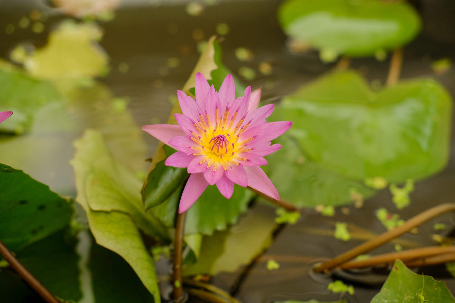 白色梦境——睡莲