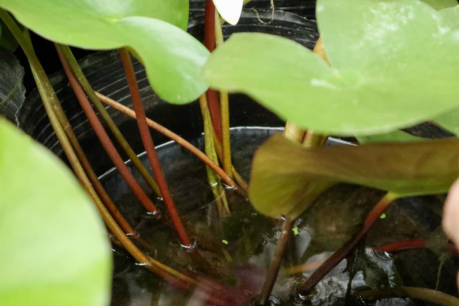 白色梦境——睡莲