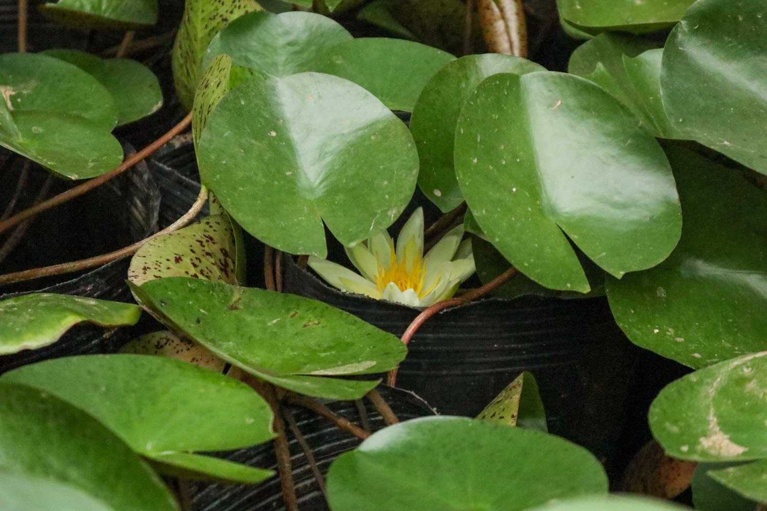 白色梦境——睡莲