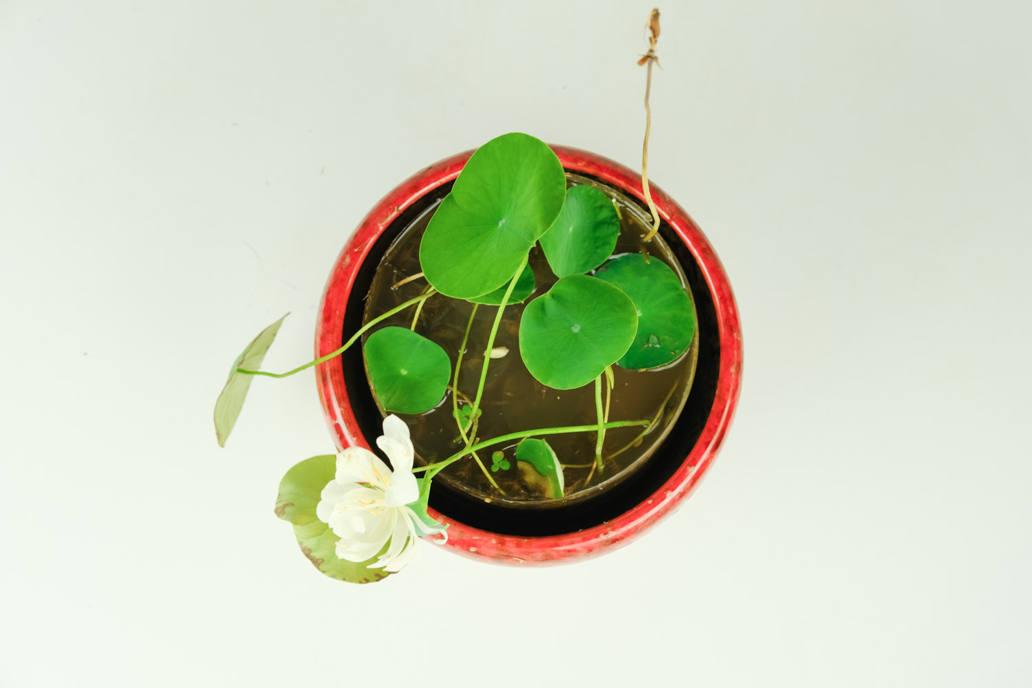 碗中的奇迹——碗莲