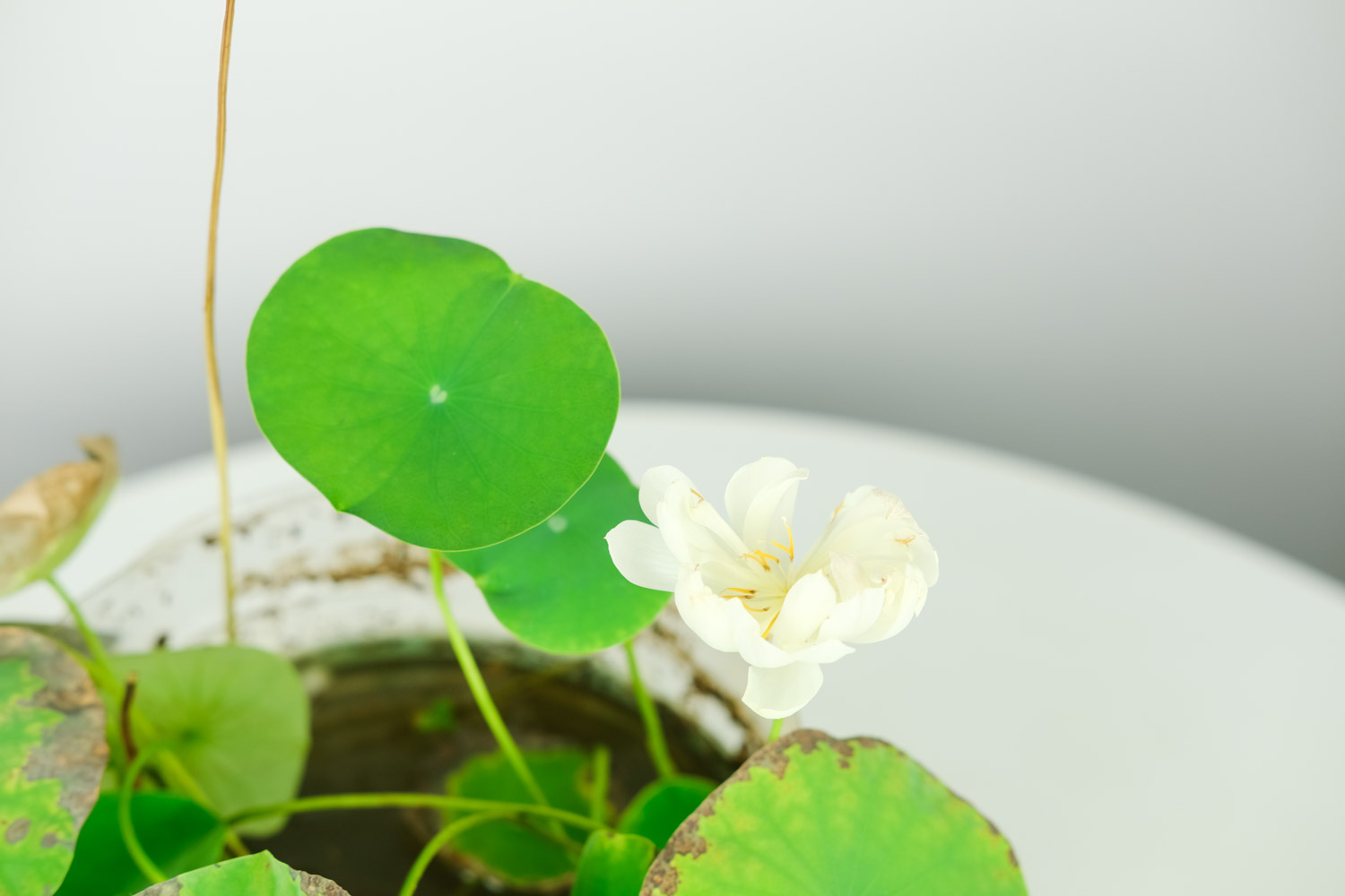 碗中的奇迹——碗莲