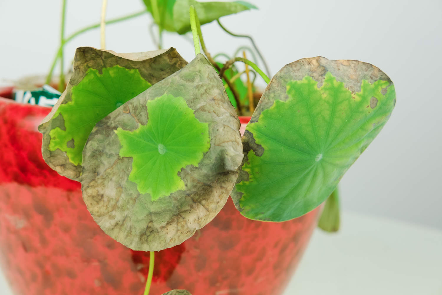 碗中的奇迹——碗莲