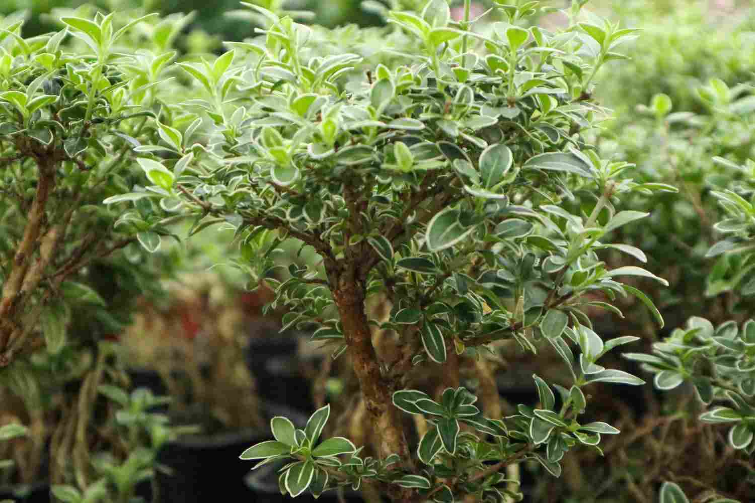 六月雪花飘——六月雪盆景