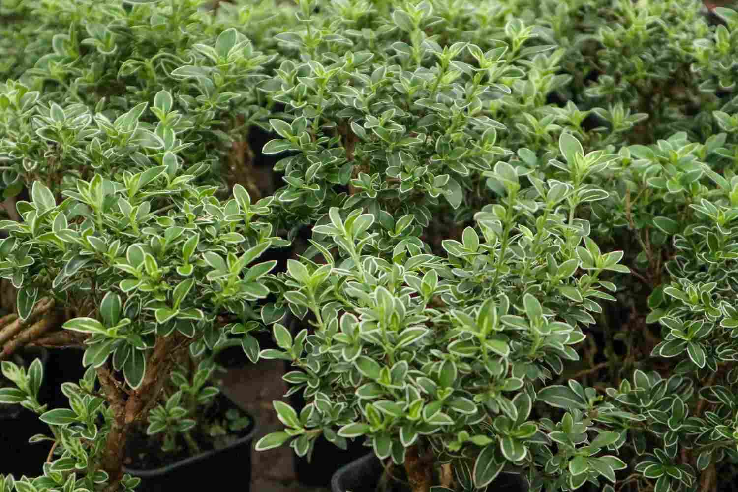 六月雪盆景的图片