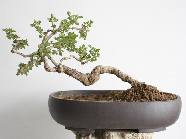 你是人间的四月天——迎春花盆景