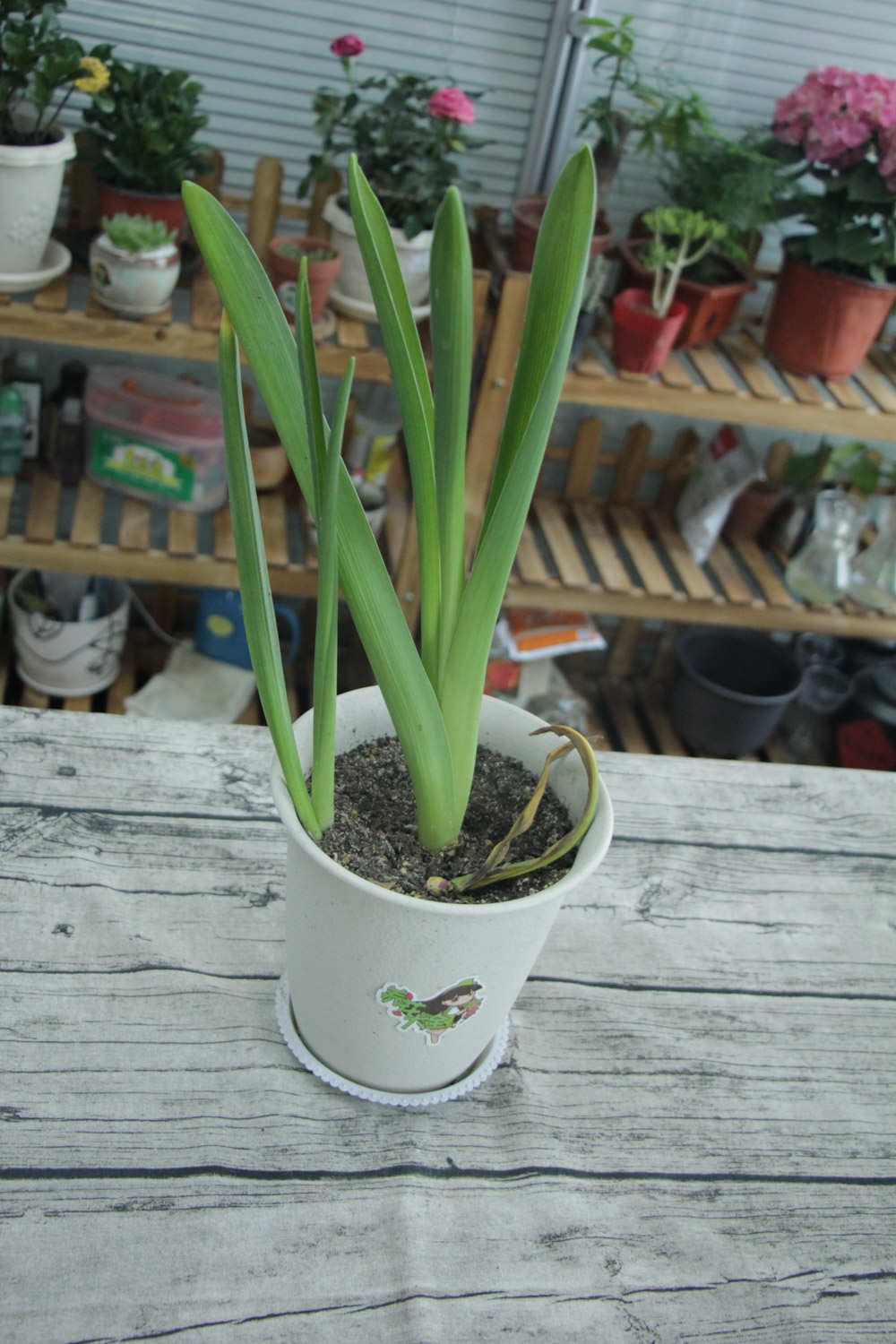 忧郁的爱——紫色风信子