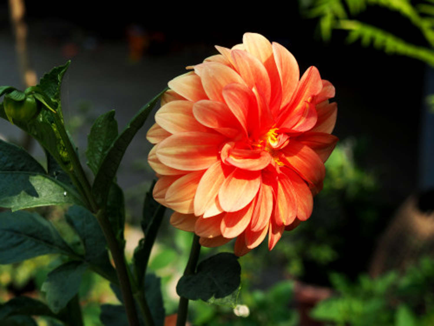 富丽堂皇的大丽花