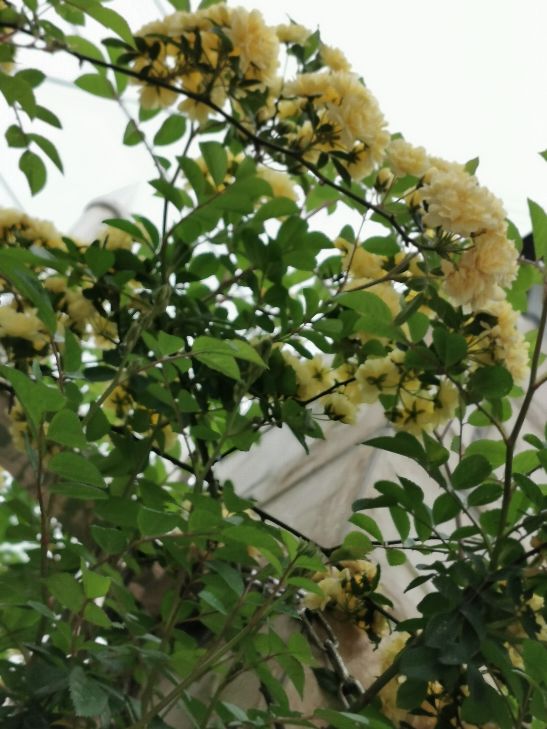 黄色木香花枝条