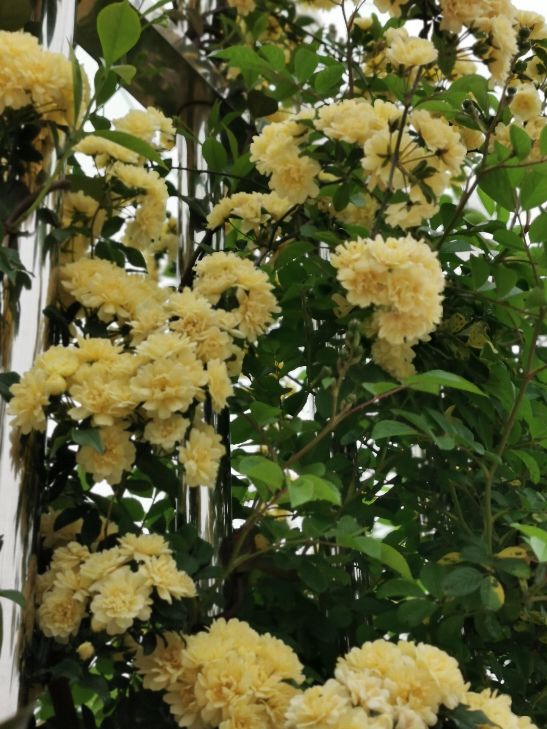 黄中显白的木香花