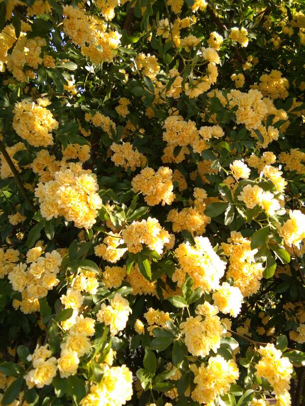 黄色木香花精美图片