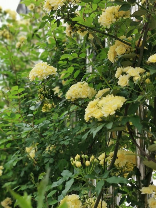 庭院中的黄色木香花