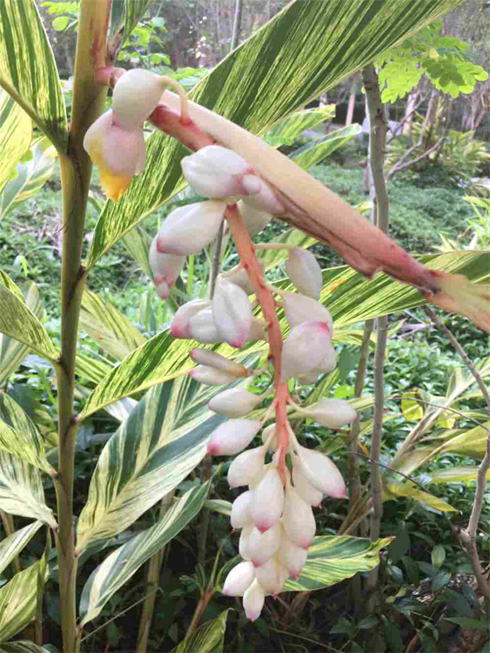 花叶交织的艳山姜