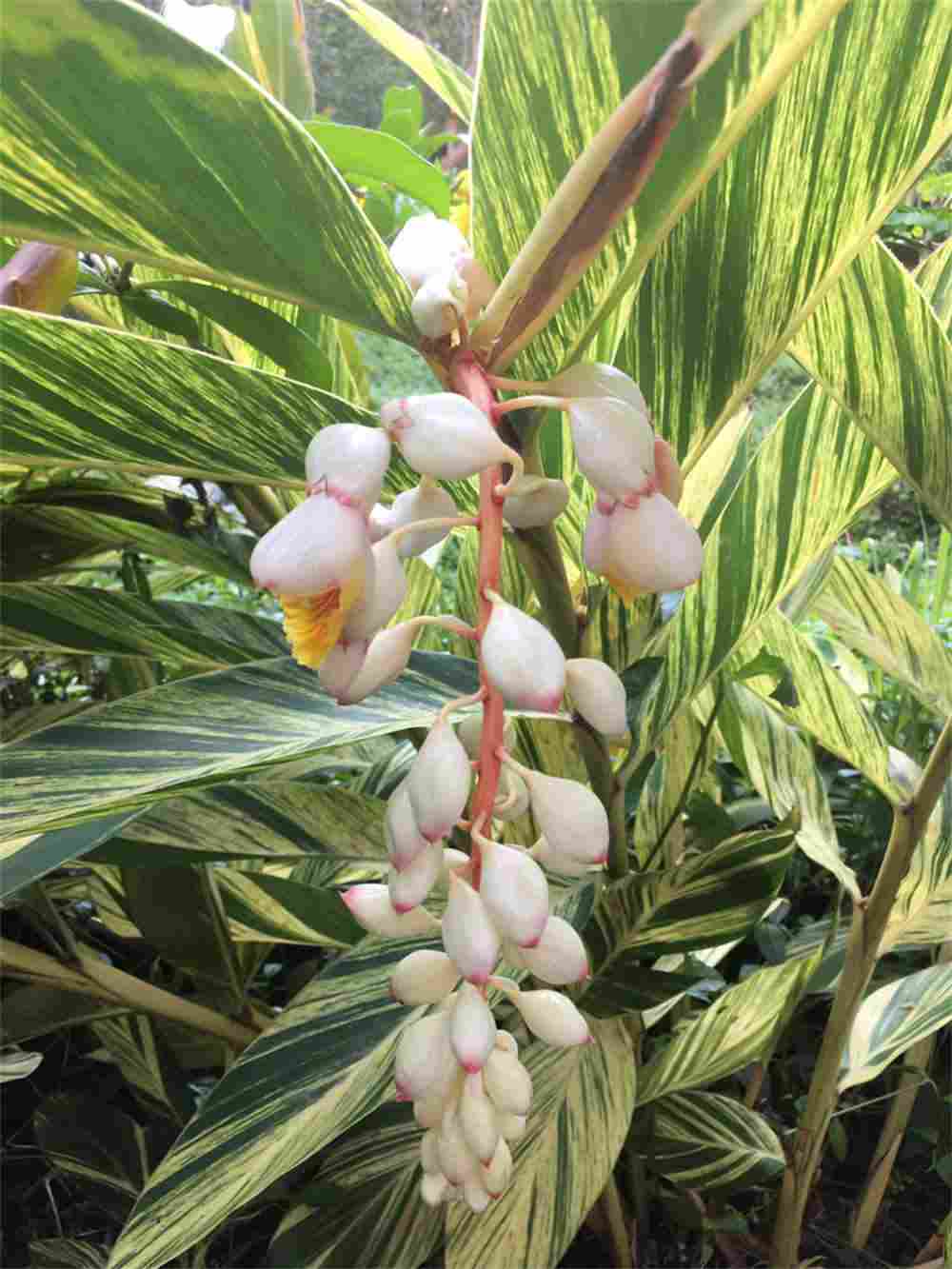 花叶交织的艳山姜