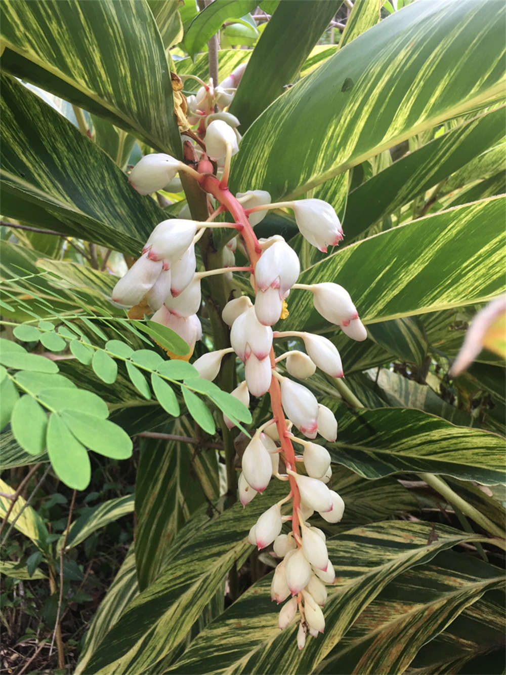 花叶交织的艳山姜