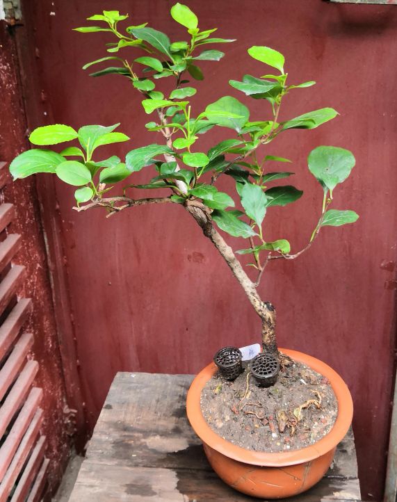 南蛇藤图片欣赏