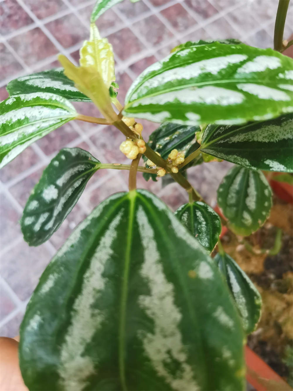 惊艳花名：花叶冷水花