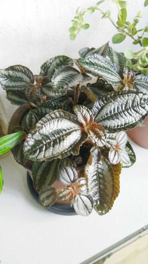 花叶冷水花开花