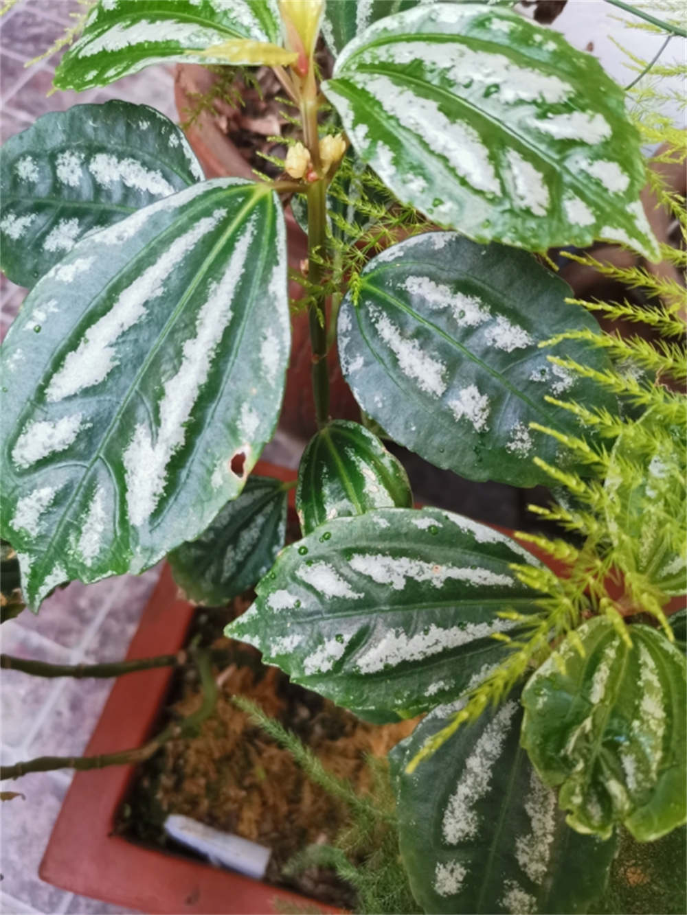 花叶冷水花精美图片