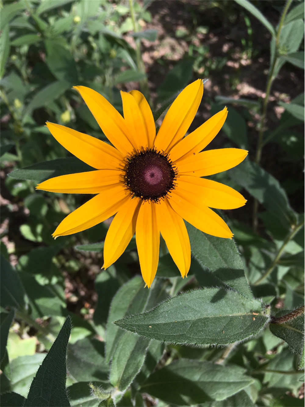 金光闪闪的重瓣金光菊