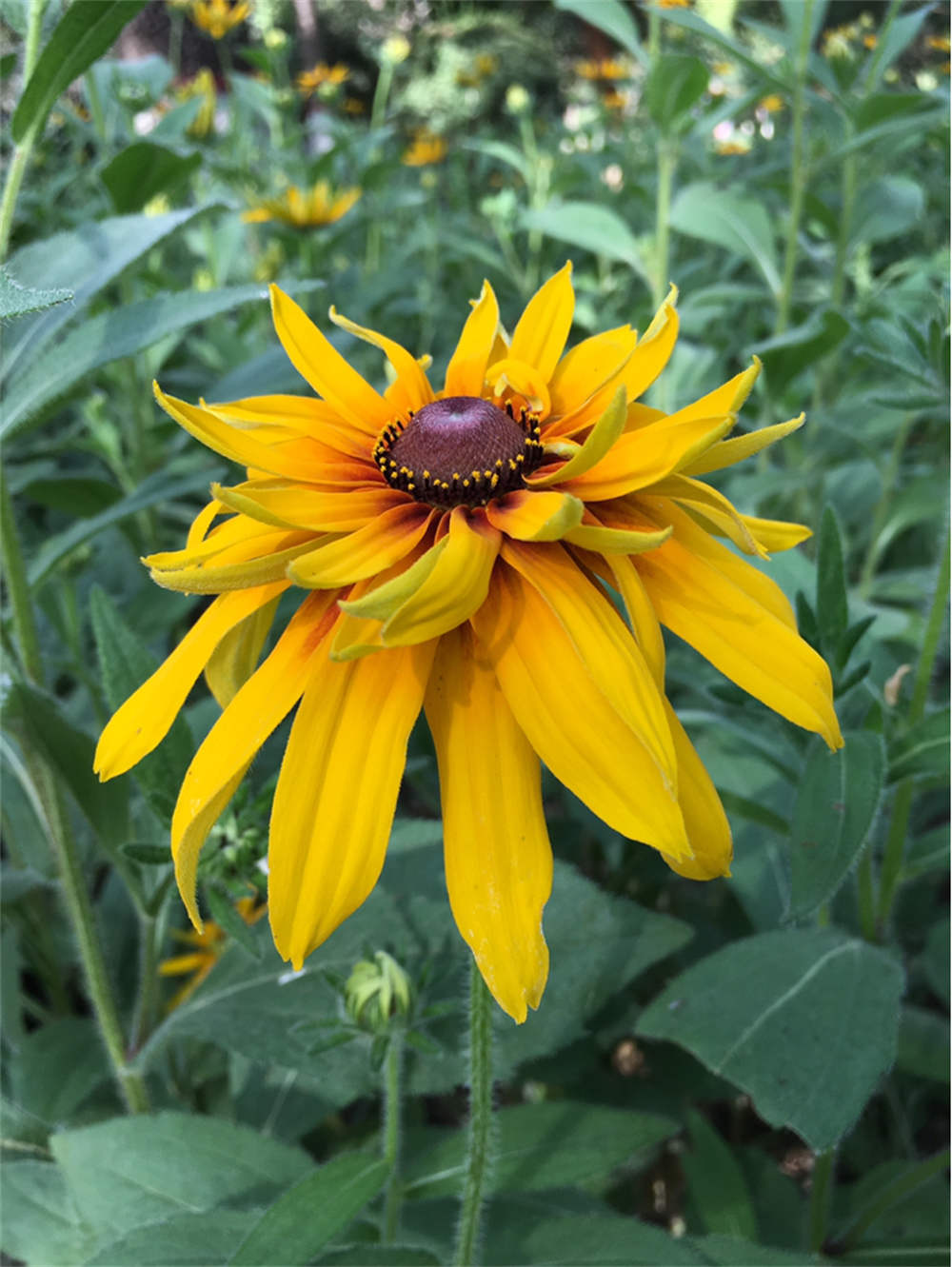 雨后清爽的重瓣金光菊