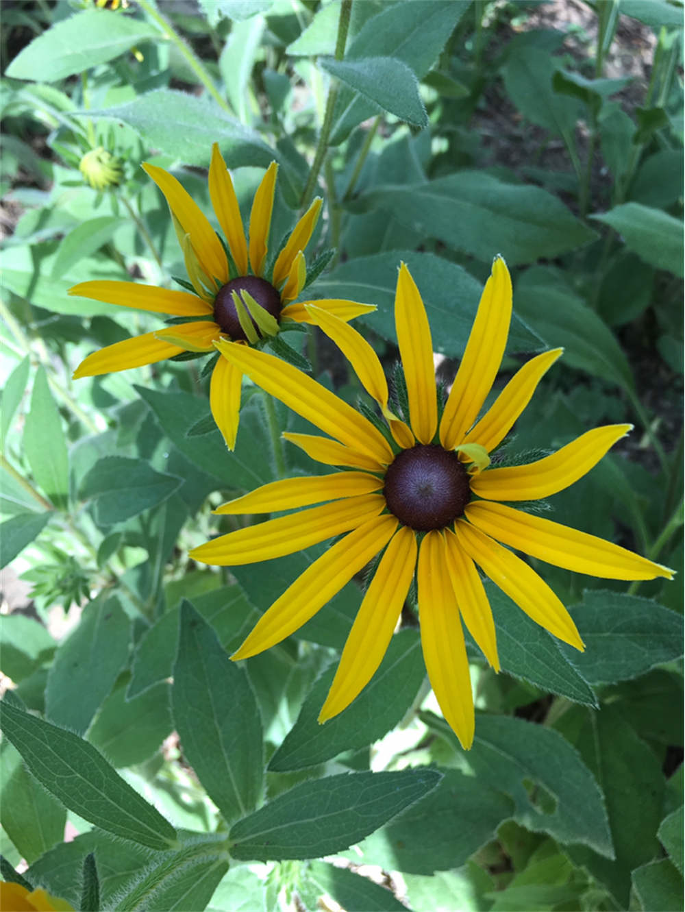 重瓣金光菊美图赏析