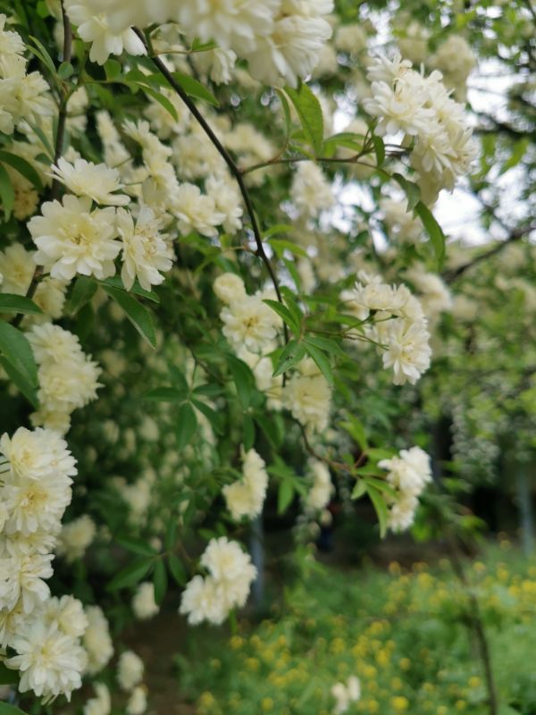夜幕下白色木香花