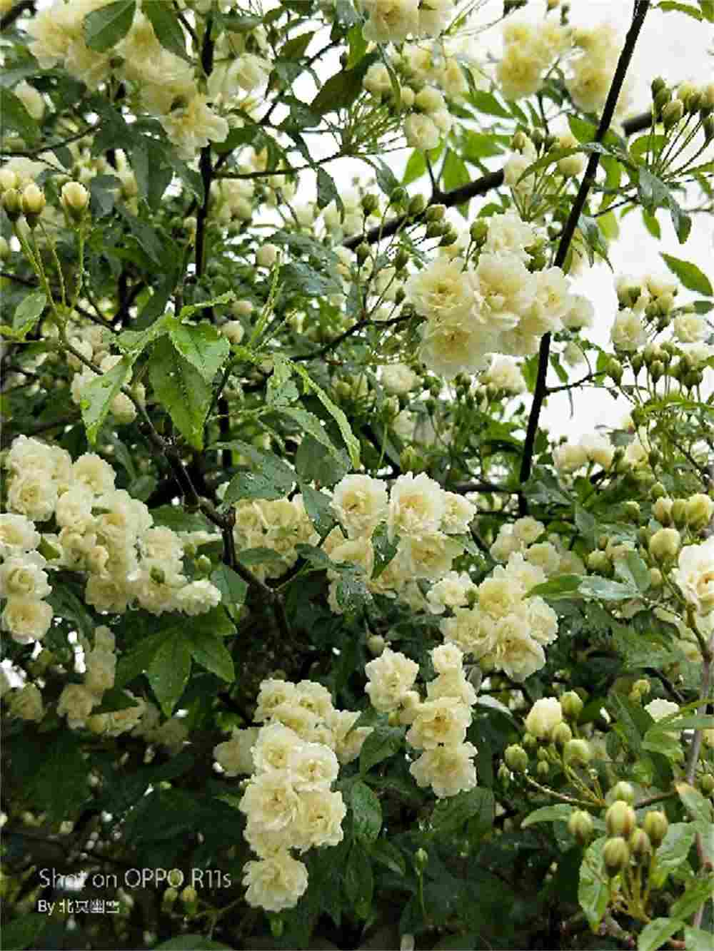 香气迷人的白色木香花