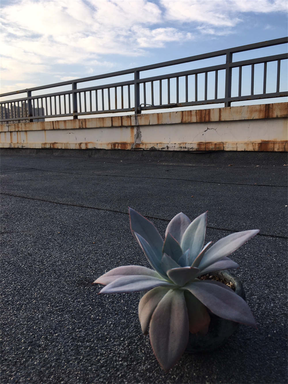 不出状态的广寒宫