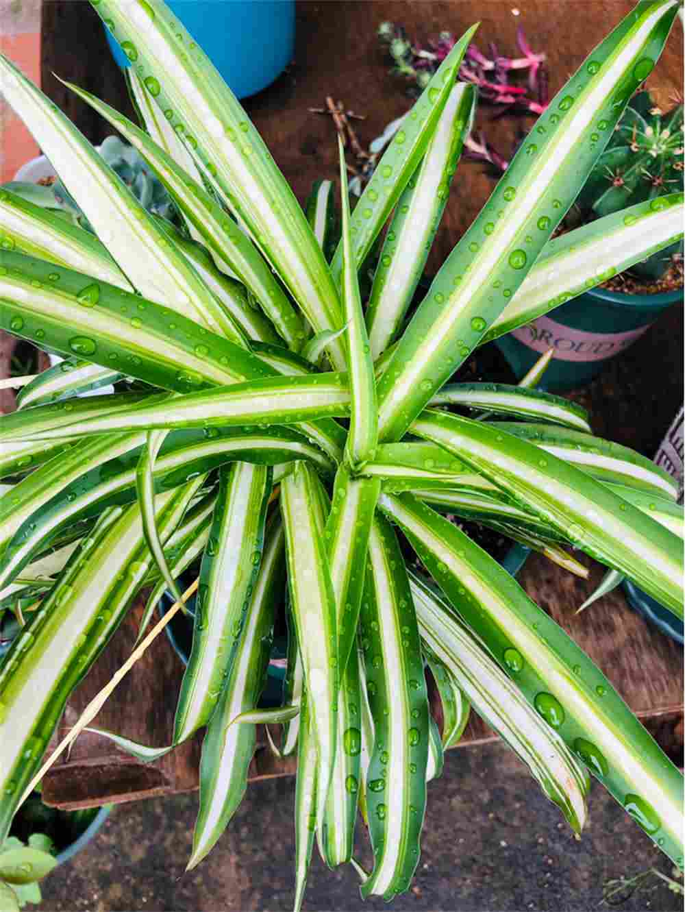 金心吊兰图片欣赏