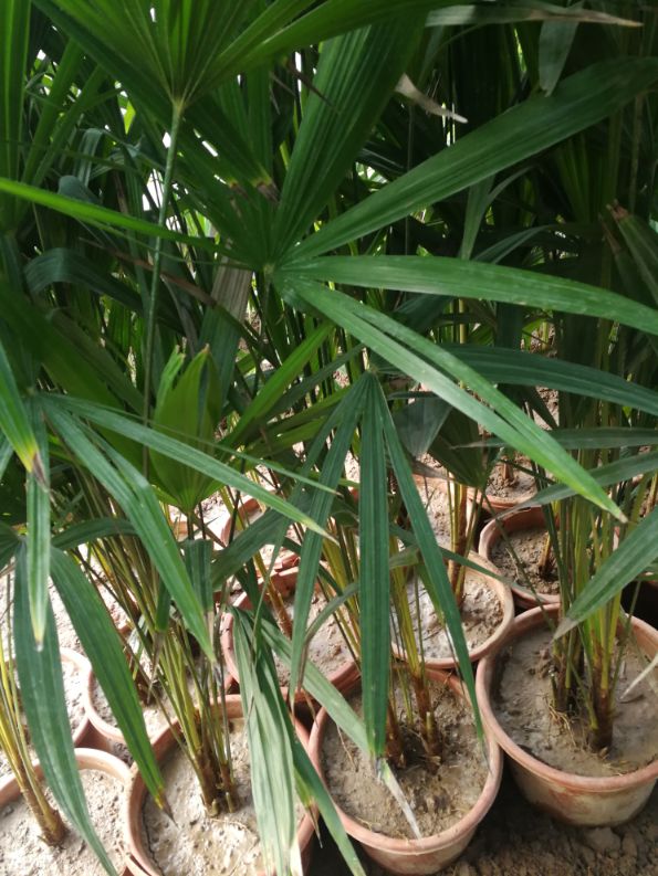 棕竹盆景的图片