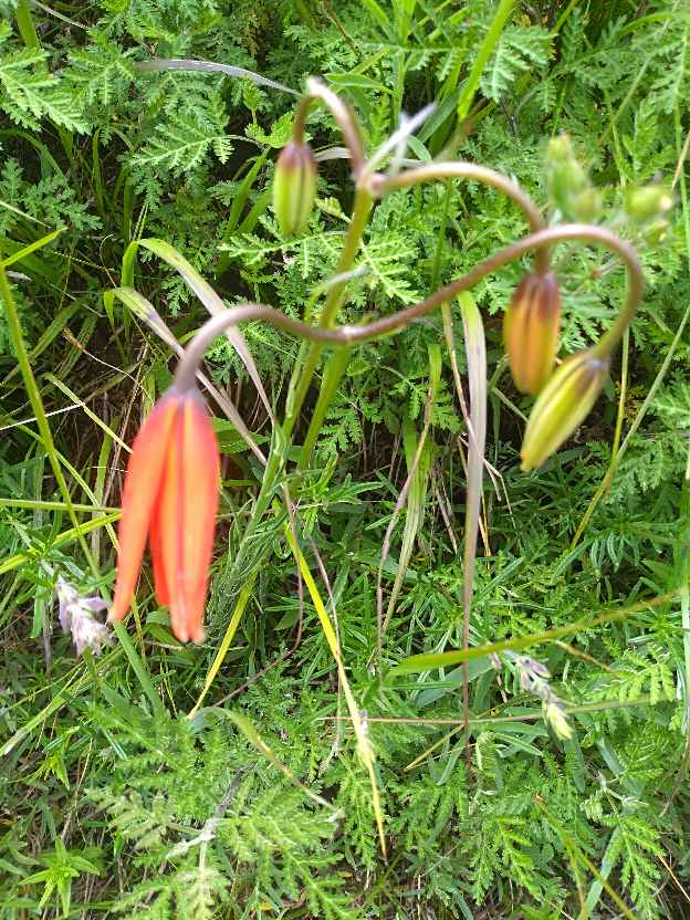 象征生命的山丹丹